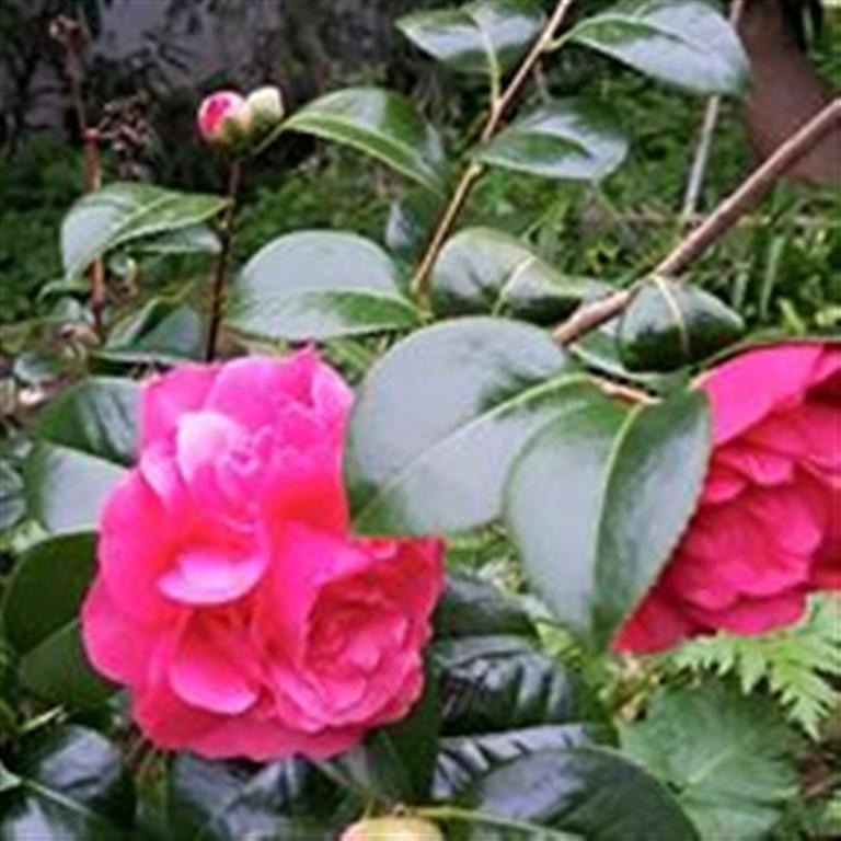 Villa Da Melis Buarcos Dış mekan fotoğraf